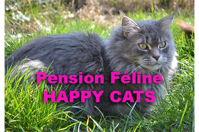 Pension-féline-happy-cats