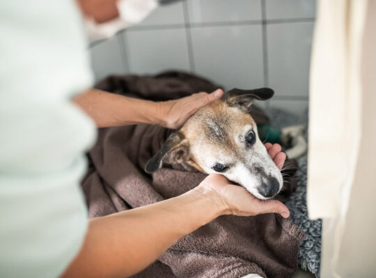 veterinaire lagnieu hospitalisation chiens