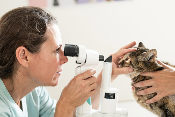 veterinaire lagnieu ophtalmologie