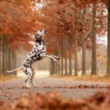 Chien en automne