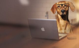 Chien devant un ordinateur portable