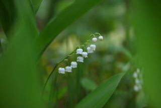 Muguet