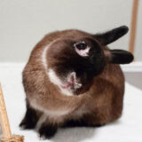 Head_tilt_in_a_rabbit_with_Encephalitozoon_cuni