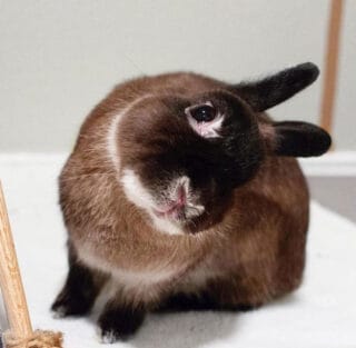 Head_tilt_in_a_rabbit_with_Encephalitozoon_cuni
