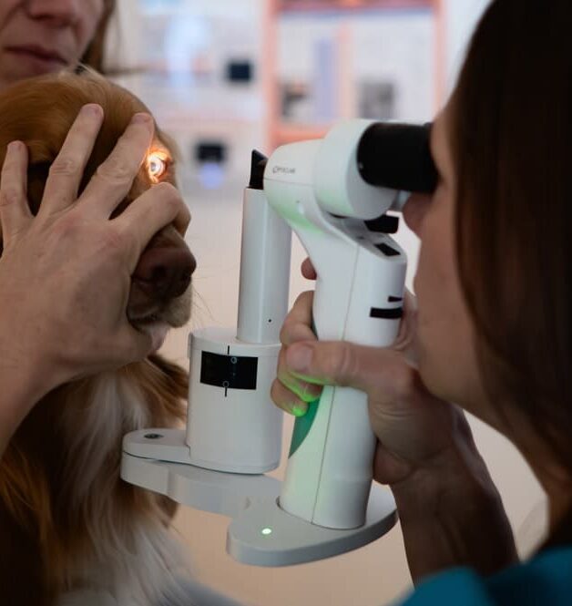 Ophtalmologie vétérinaire Lagnieu