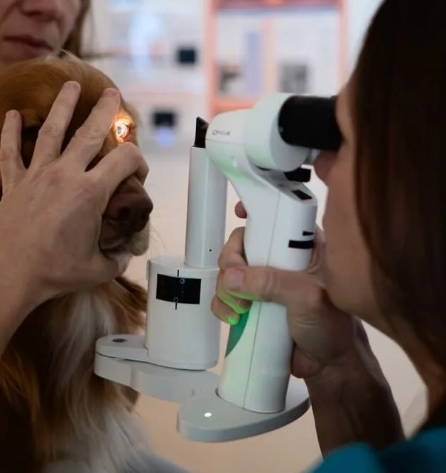 Ophtalmologie vétérinaire Lagnieu