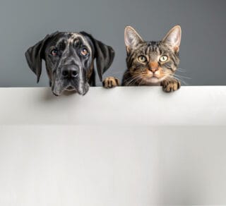 Veterinaire Lagnieu Coquelicots