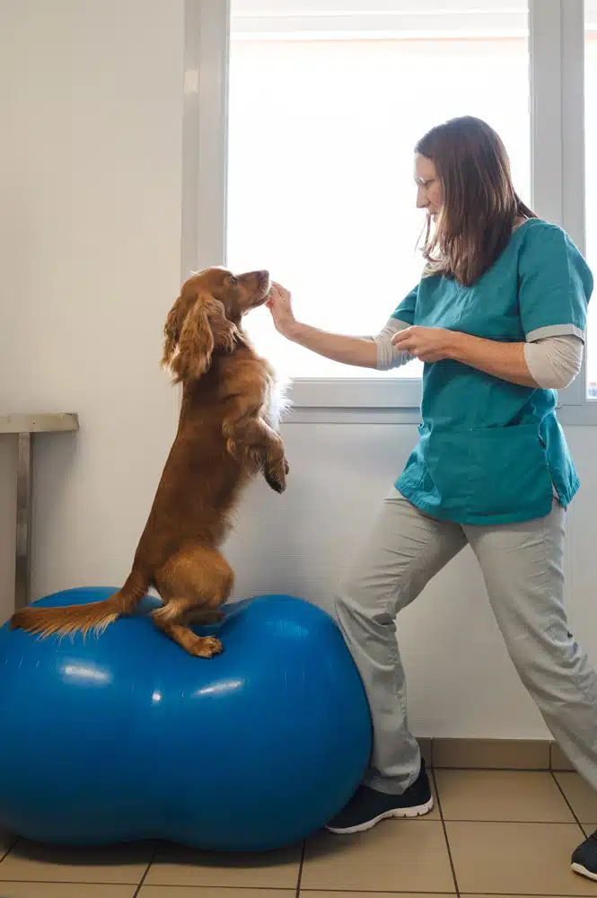 Physiothérapie vétérinaire