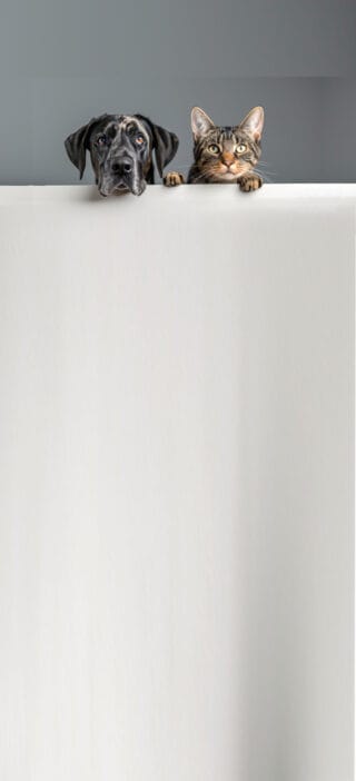 Veterinaire Lagnieu Accueuil