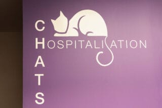 Hospitalisation chats