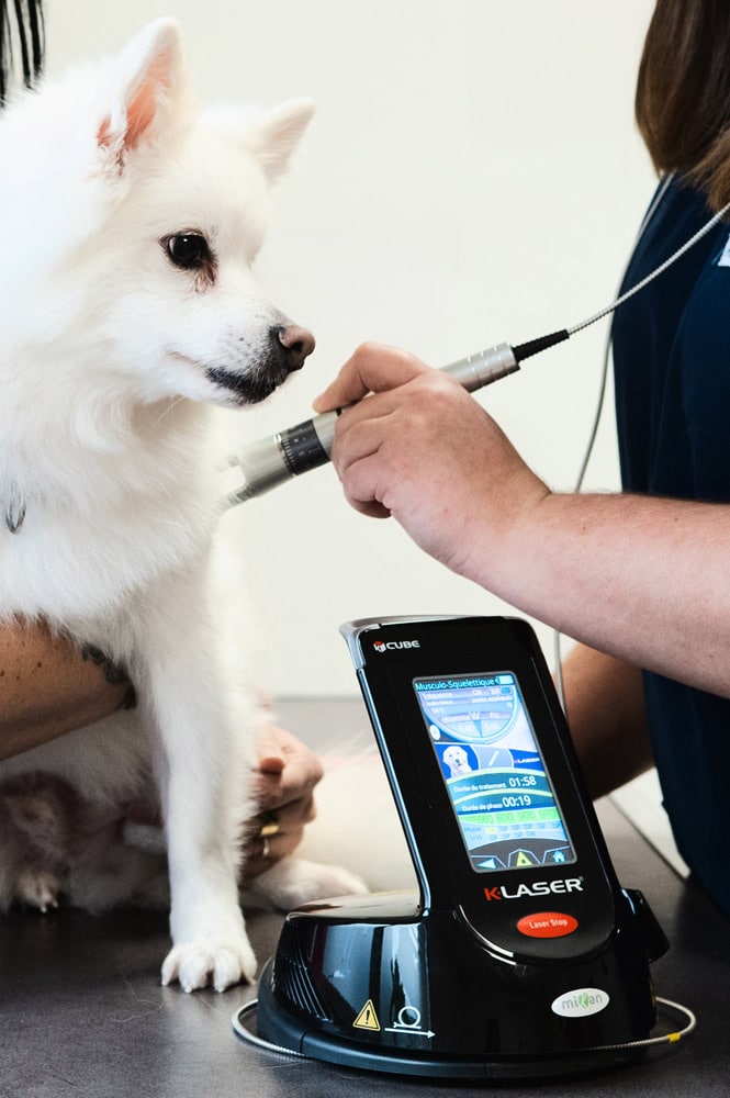 Thérapie laser vétérinaire Lagnieu