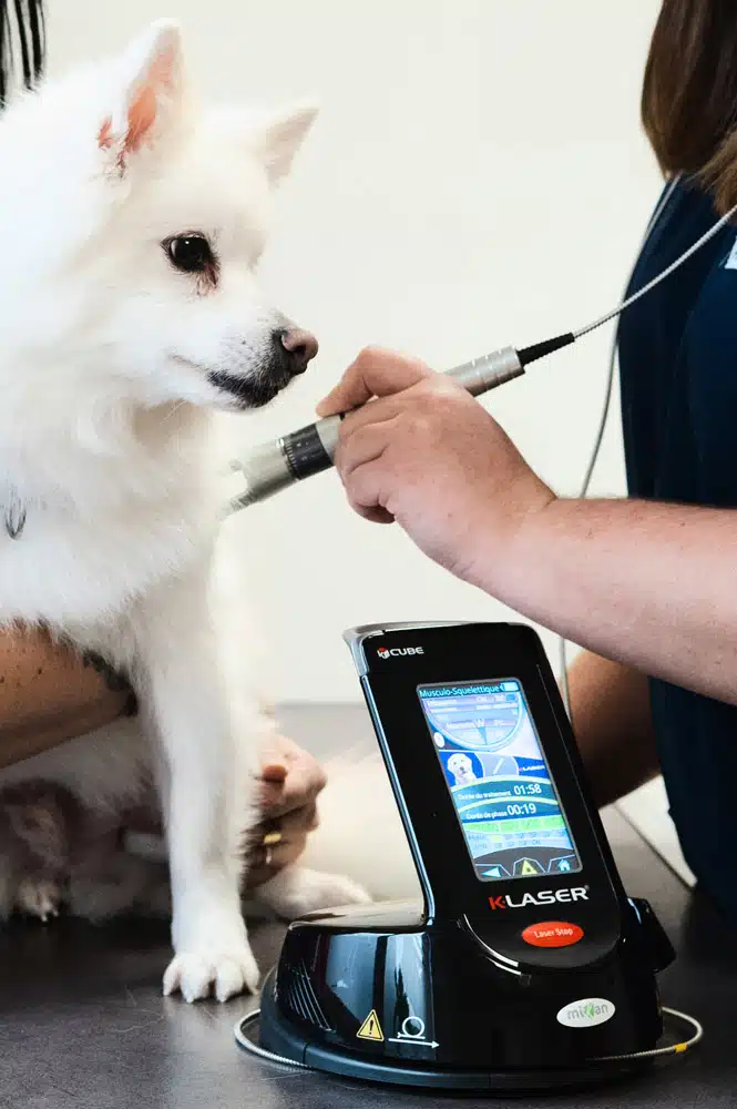 Thérapie laser vétérinaire Lagnieu