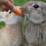 Alimentation du lapin