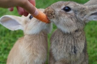 Alimentation du lapin
