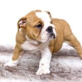 Chiot
