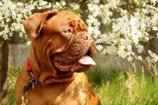 Chien au printemps