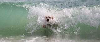 Chien blanc emporté par une vague déferlante sur la plage, illustrant les risques et plaisirs de la baignade en mer pour les chiens.