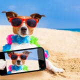 Chien à la plage - selfie fun vacances d'été