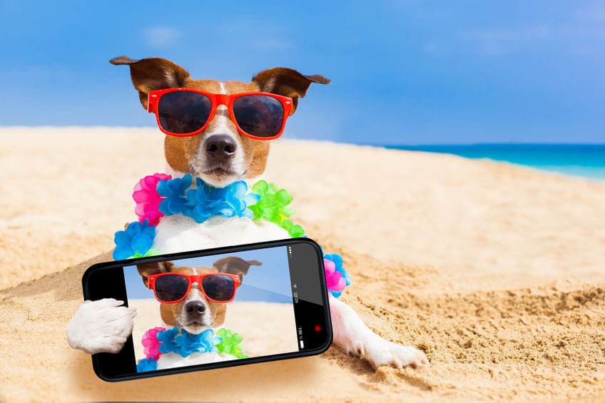A la plage avec son animal de compagnie
