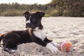 Chiot couché dans le sable avec une balle - jeu à la plage