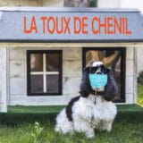 Un Cocker Spaniel noir et blanc portant un masque chirurgical devant sa niche, illustrant la contagiosité de la toux de chenil. Cette maladie respiratoire très contagieuse se transmet par voie aérienne dans les chenils, parcs canins et expositions.