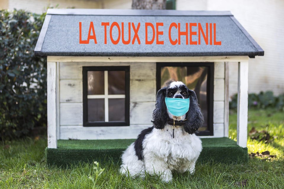Toux de chenil chez le chien : l’essentiel de ce qu’il faut savoir