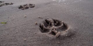 Empreintes de pattes de chien dans le sable de la plage