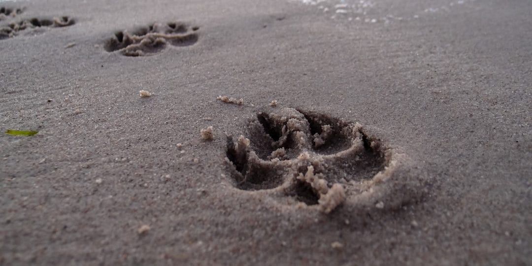 Empreintes de pattes de chien dans le sable de la plage