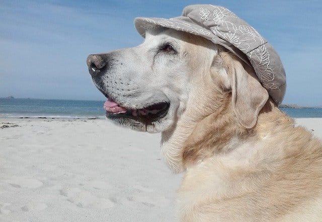 Labrador avec chapeau à la plage - protection soleil