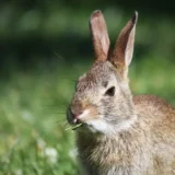 Lapin dans l'herbe verte