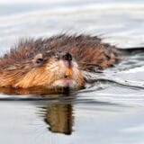Ragondin – réservoir de Leptospira dans les eaux