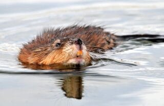 Ragondin – réservoir de Leptospira dans les eaux
