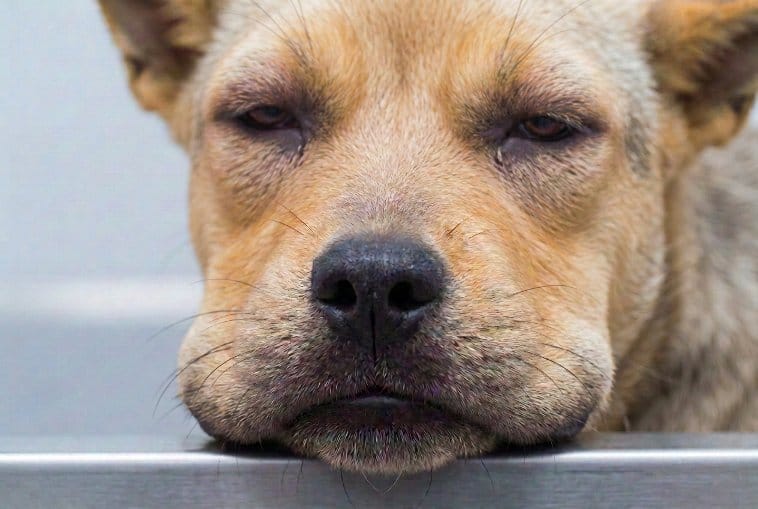 L’œdème de Quincke : une urgence pour votre chien