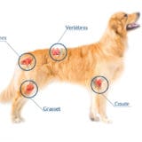 Arthrose du chien