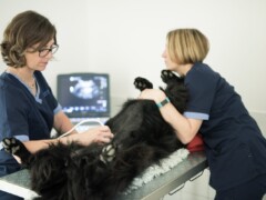 Echographie Echographie