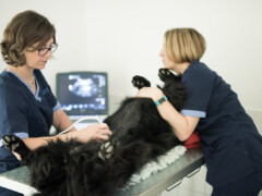 Echographie Echographie