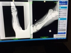 Radiographies Radiographies