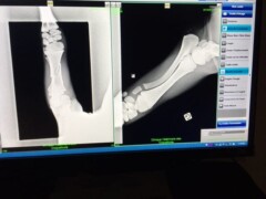 Radiographies Radiographies