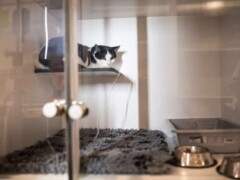 veterinaire lagnieu hospitalisation chats et chatons