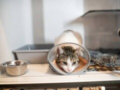 veterinaire lagnieu hospitalisation chat et chaton