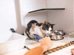 veterinaire lagnieu chats