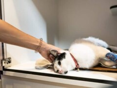 veterinaire lagnieu hospitalisation chats et chatons