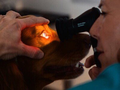 Consultation d'ophtalmologie