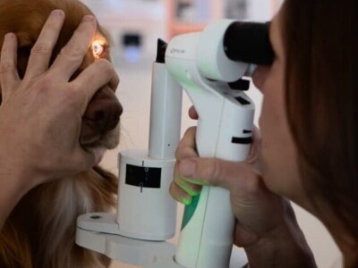 Ophtalmologie vétérinaire Lagnieu