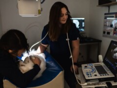 Echographie Echographie