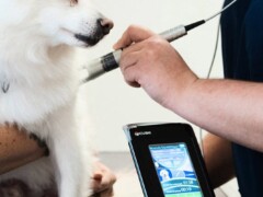 laser Thérapie laser vétérinaire Lagnieu