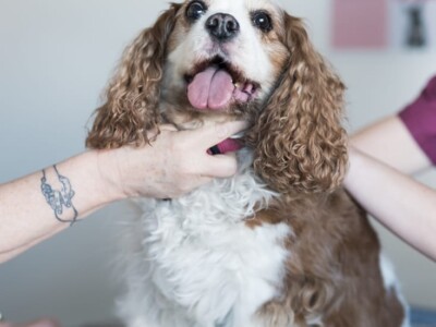 Chien senior
